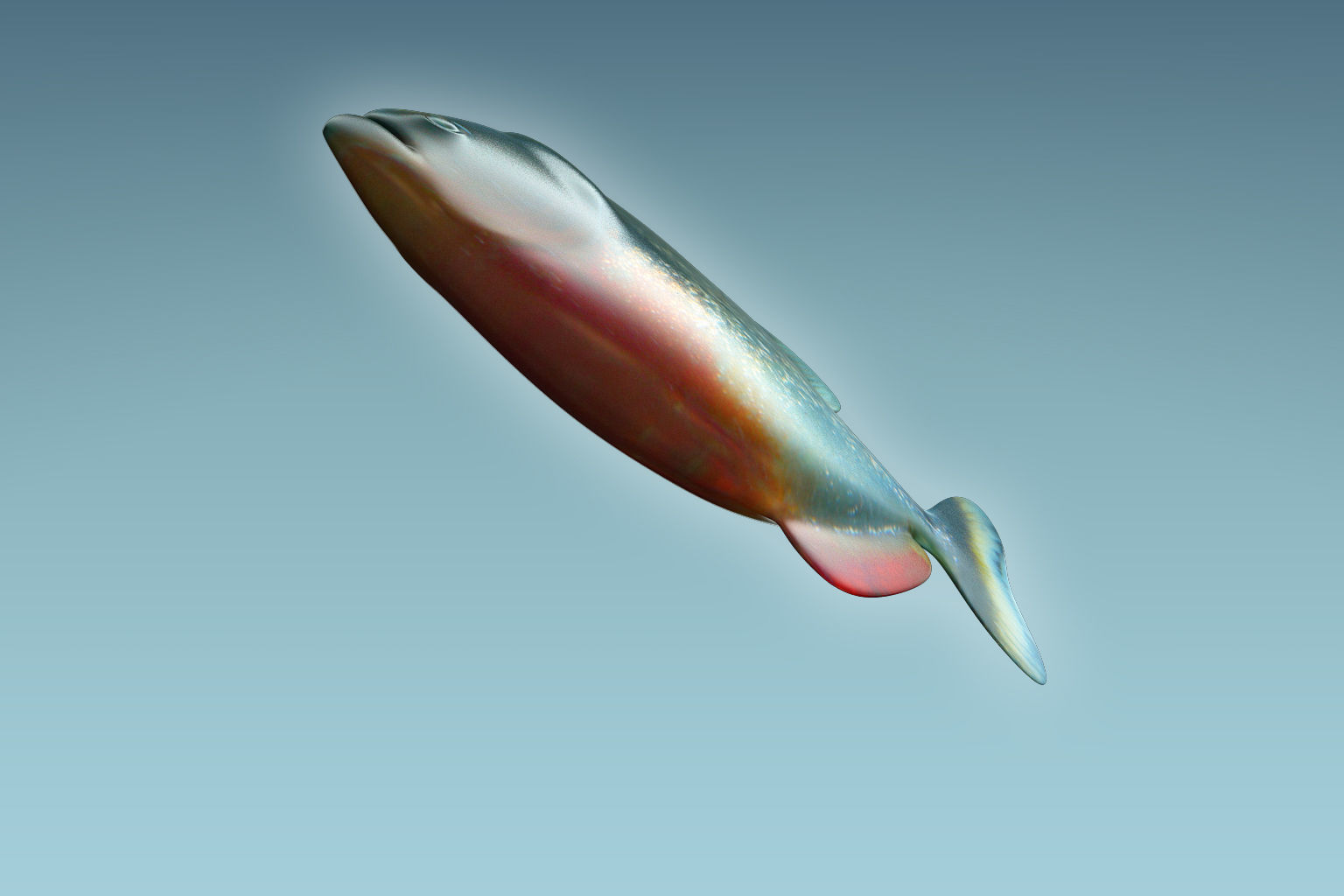 Piranha Fish 3D model_6