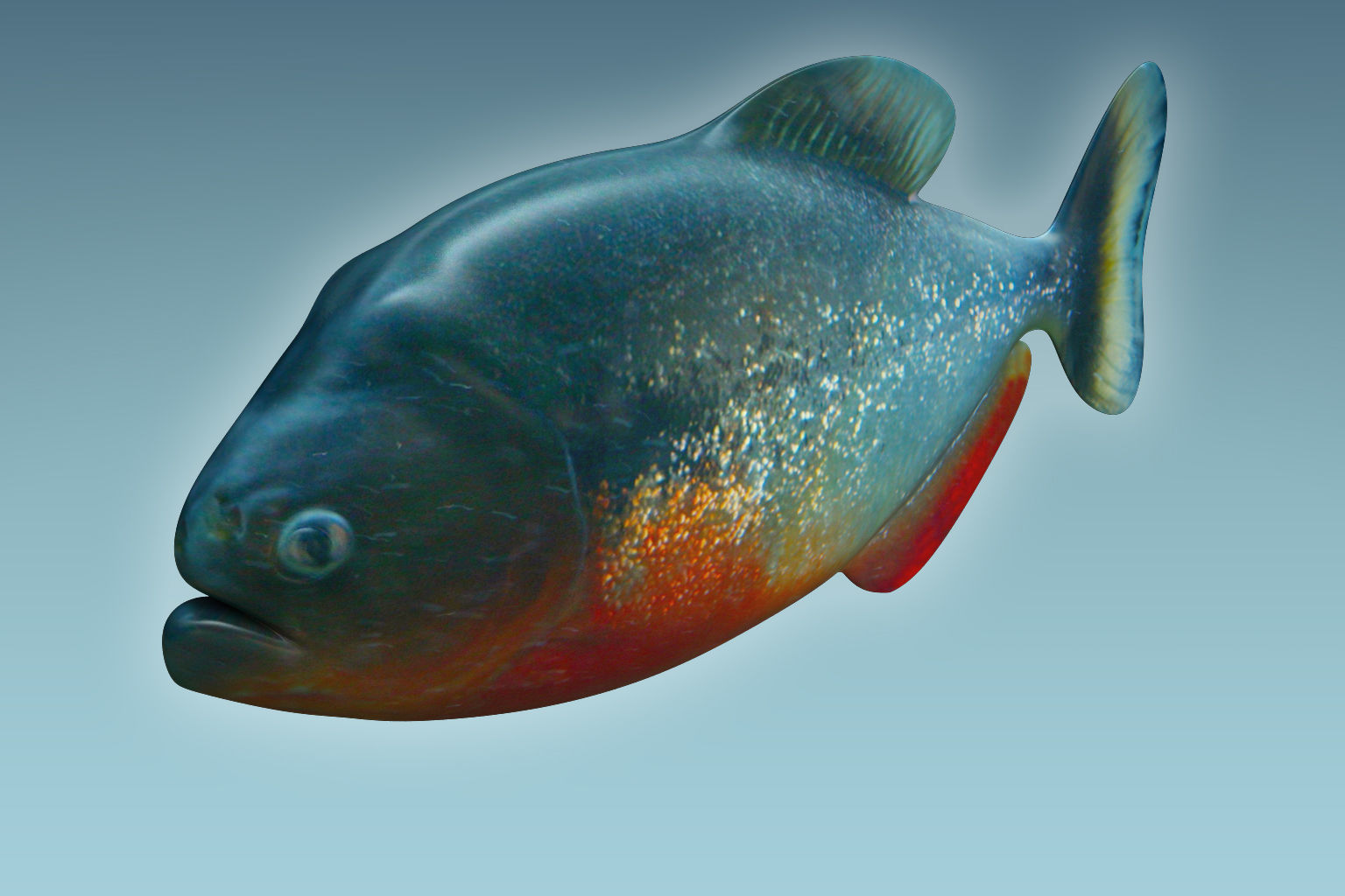 Piranha Fish 3D model_2