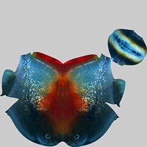 Piranha Fish 3D model_9