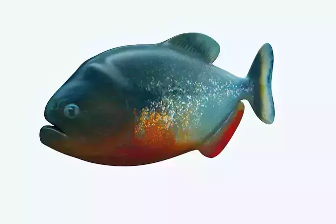 Piranha Fish