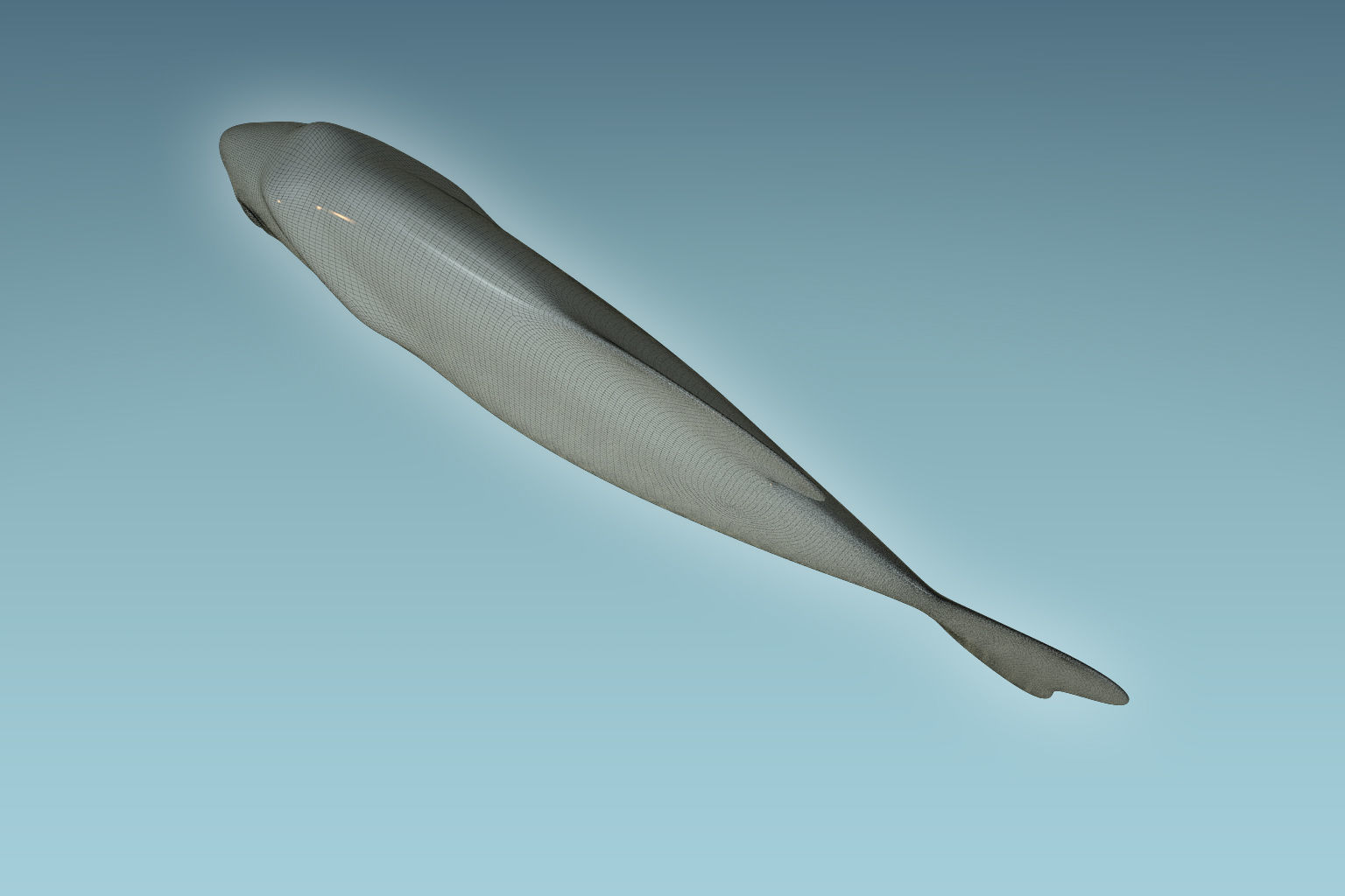 Piranha Fish 3D model_7