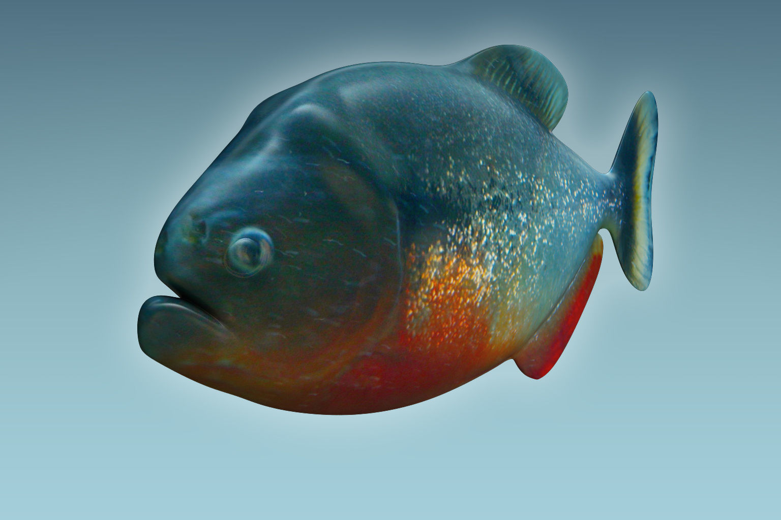 Piranha Fish 3D model_5
