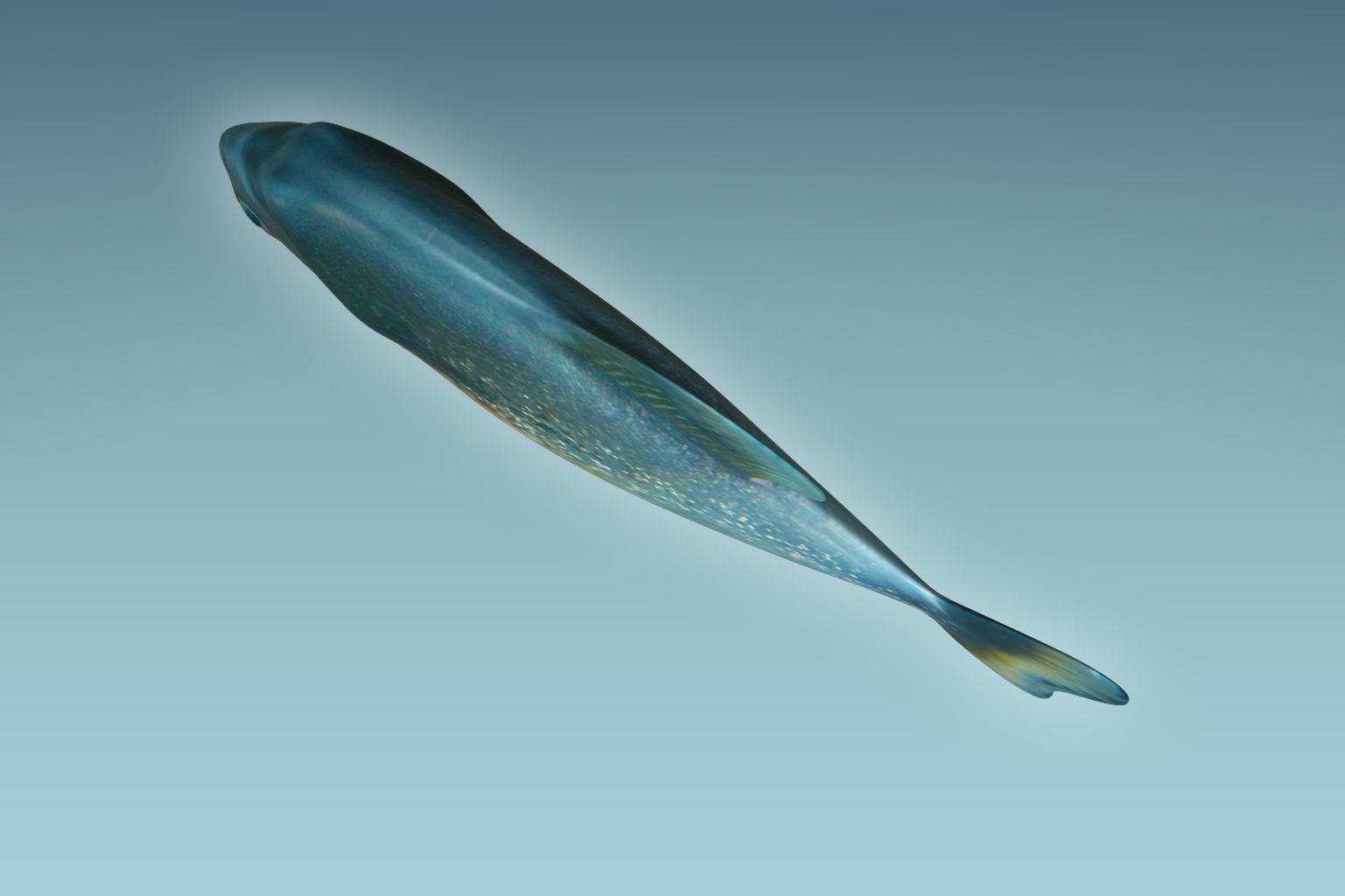 Piranha Fish 3D model_4