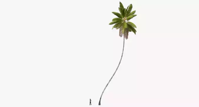 Cocos Nucifera 6354 - 01 Low-poly 3D model