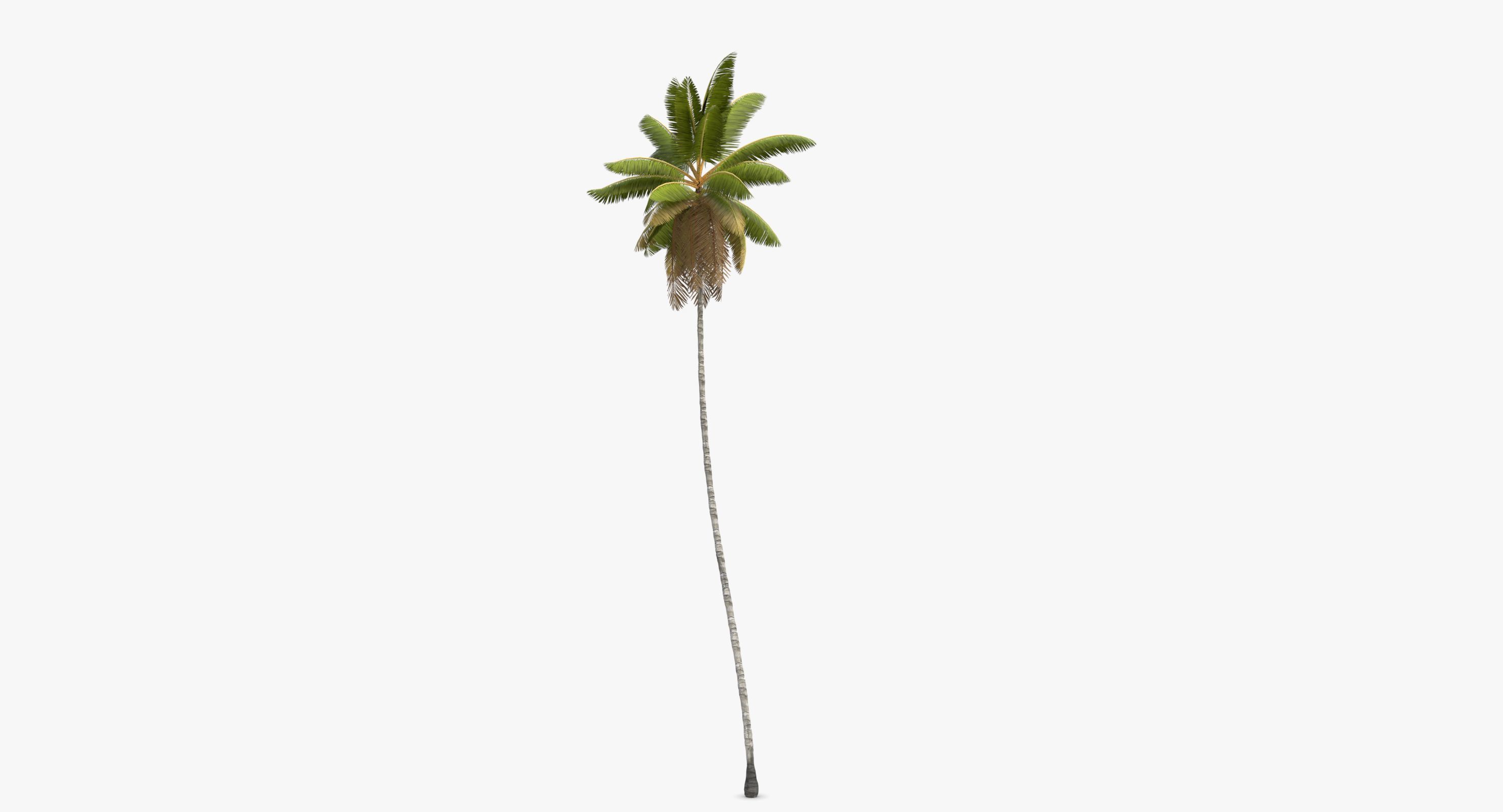 Cocos Nucifera 6354 - 01 Low-poly 3D model_8