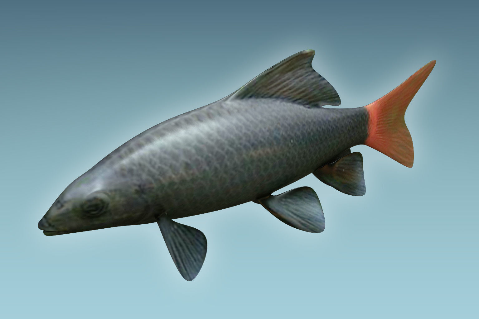 Red Tailed Fish 3D model_2
