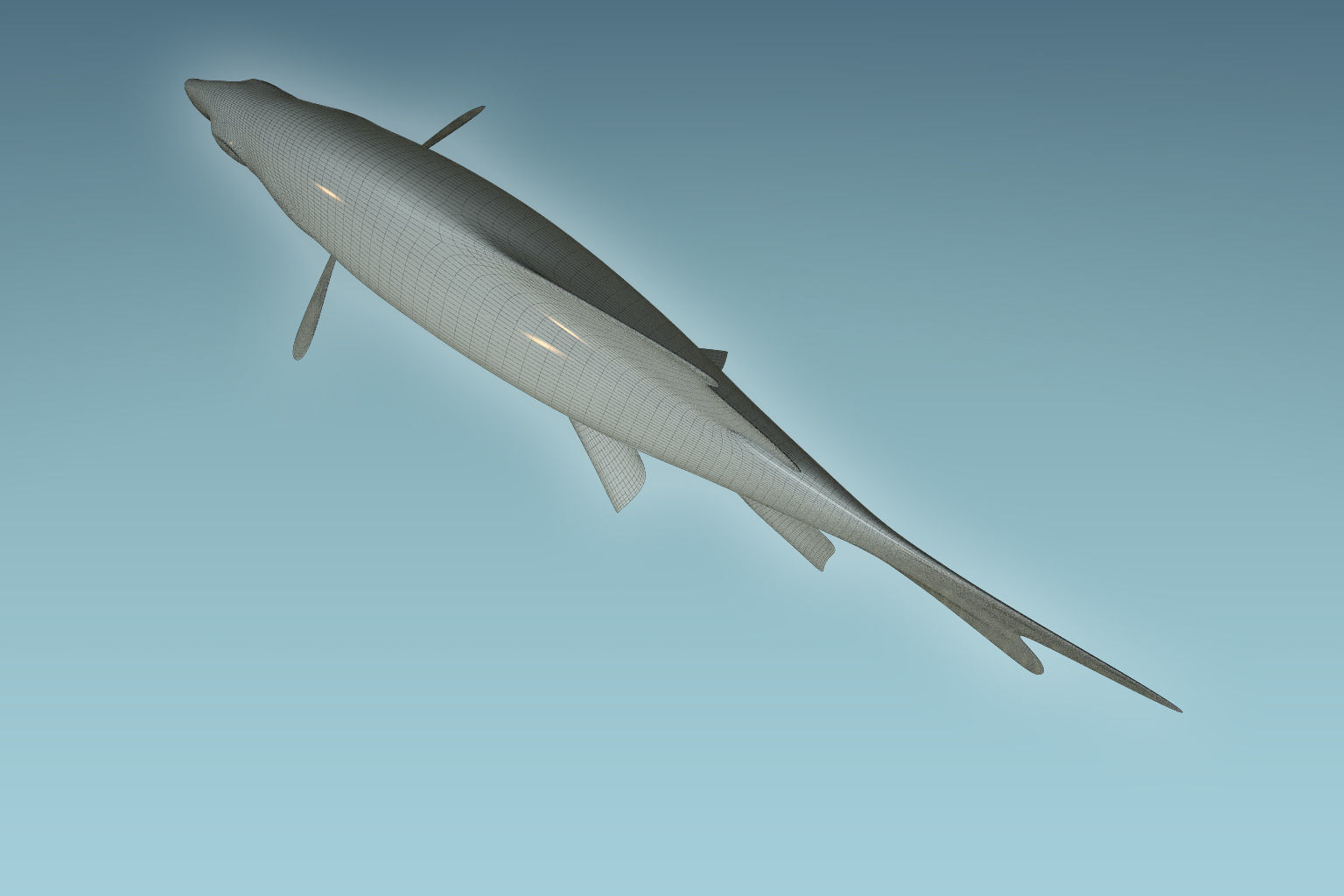 Red Tailed Fish 3D model_8