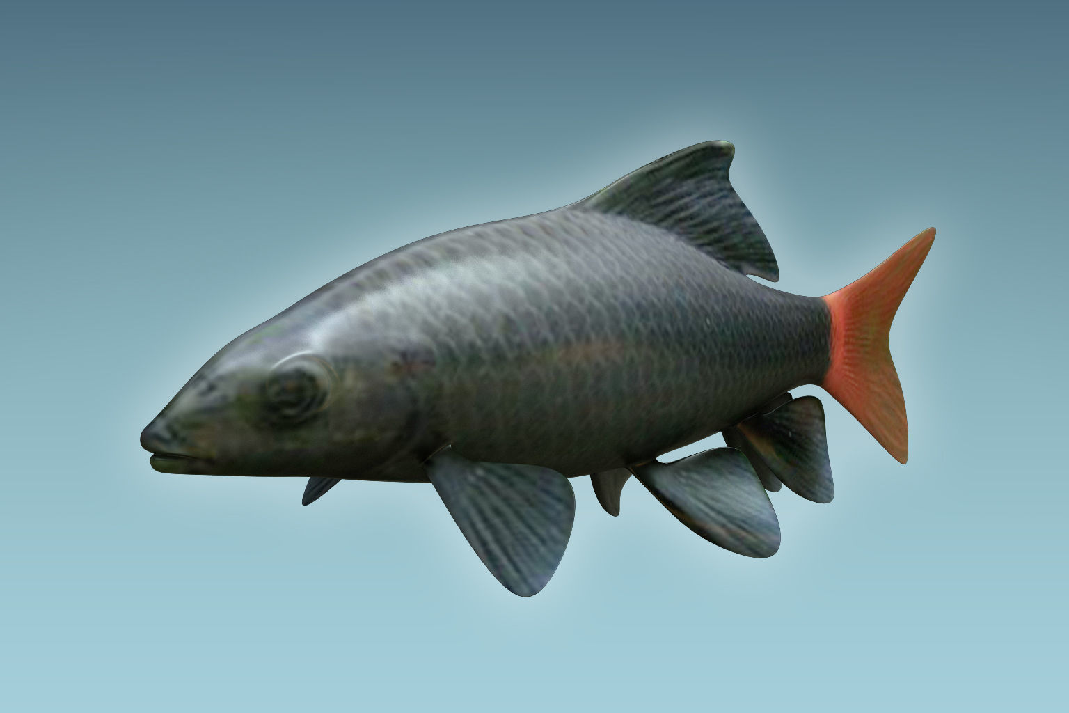 Red Tailed Fish 3D model_3