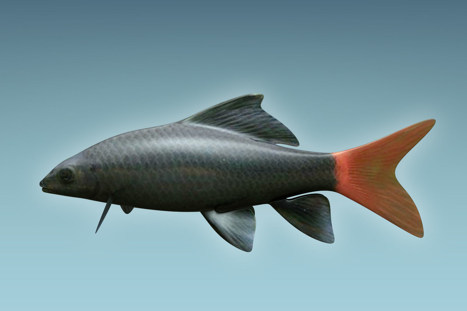 Red Tailed Fish 3D model_1