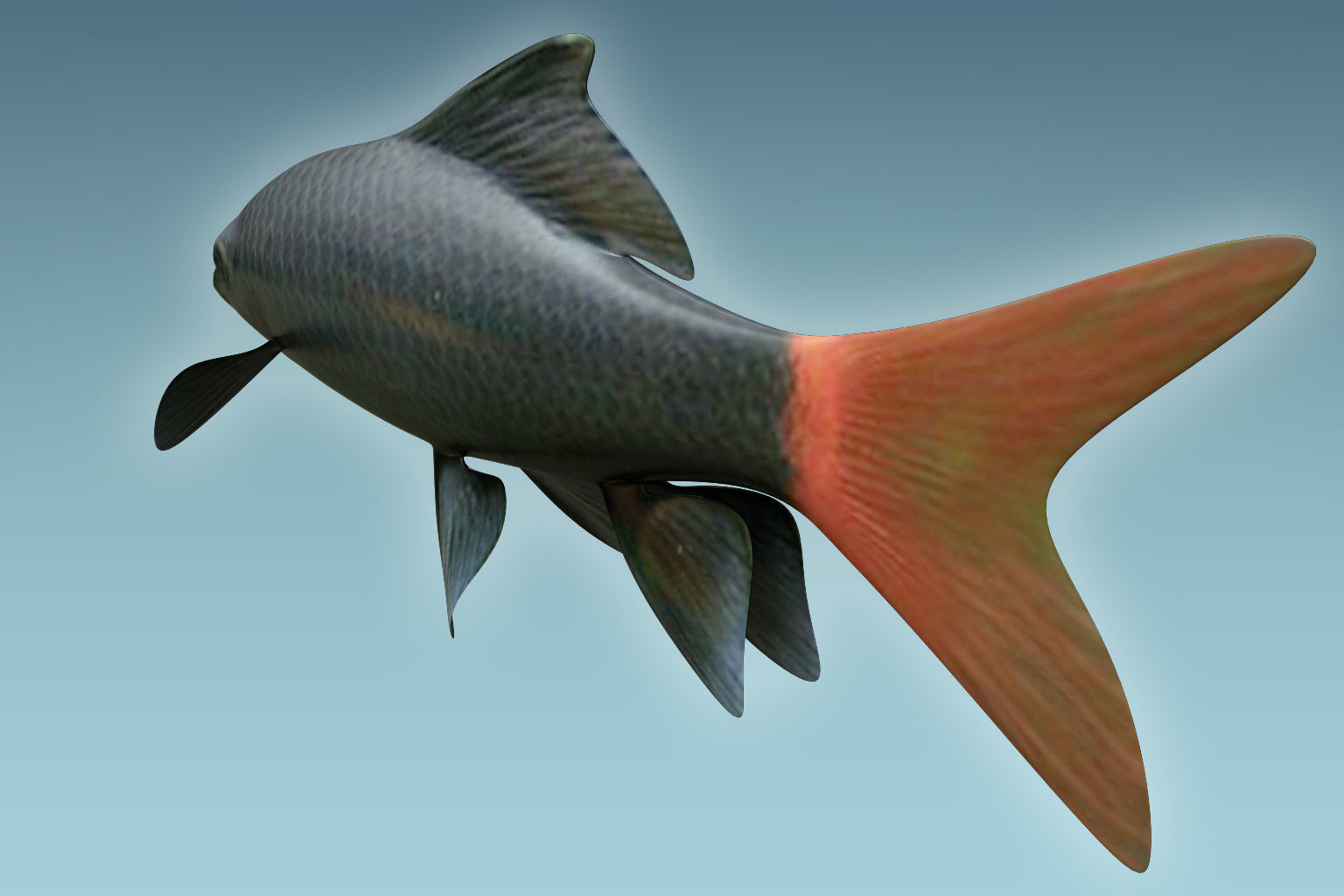 Red Tailed Fish 3D model_4