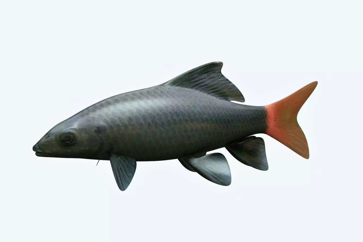 Red Tailed Fish 3D model_0