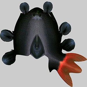 Red Tailed Fish 3D model_9