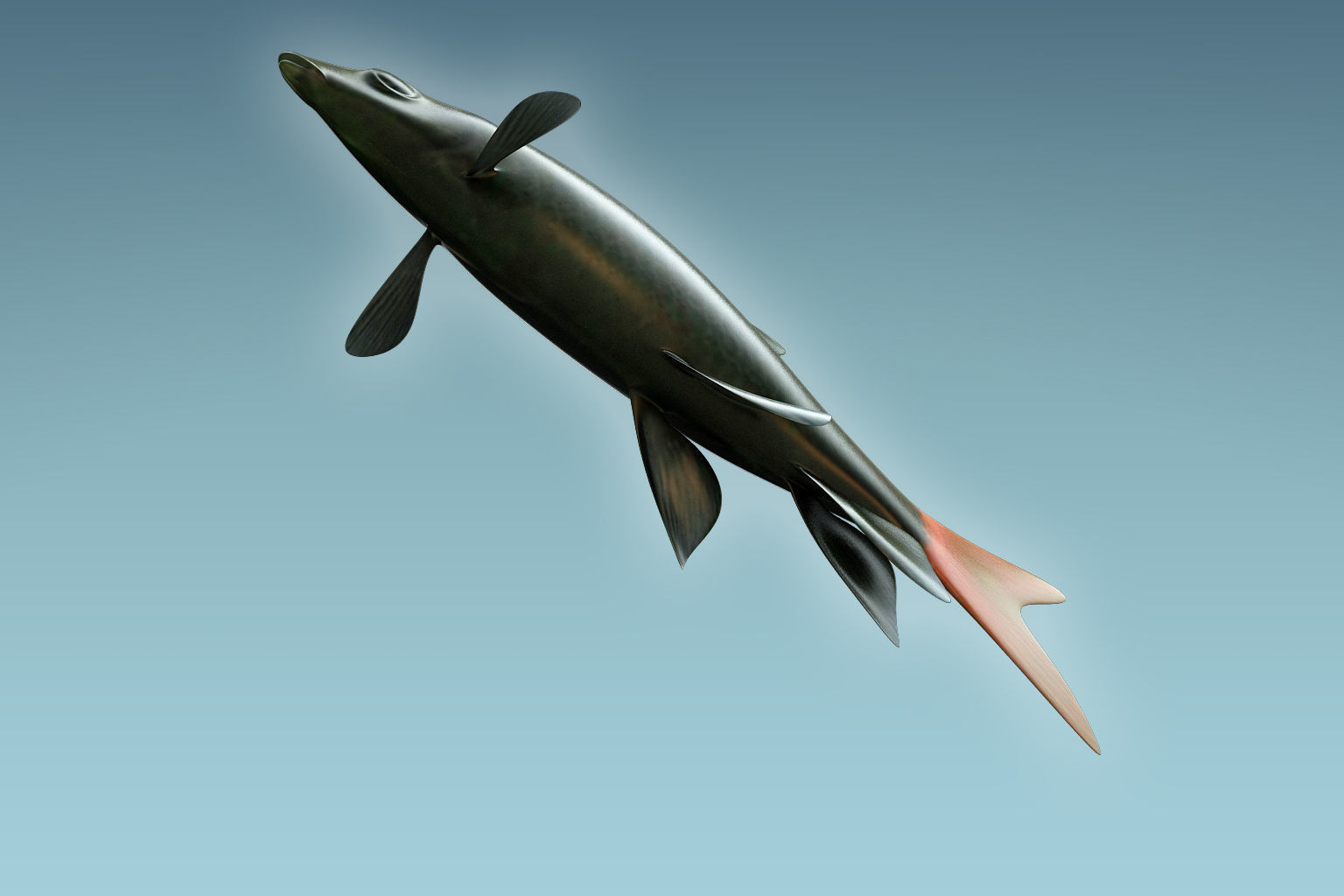 Red Tailed Fish 3D model_6