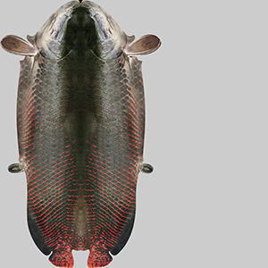 Arapaima Fish 3D model_9