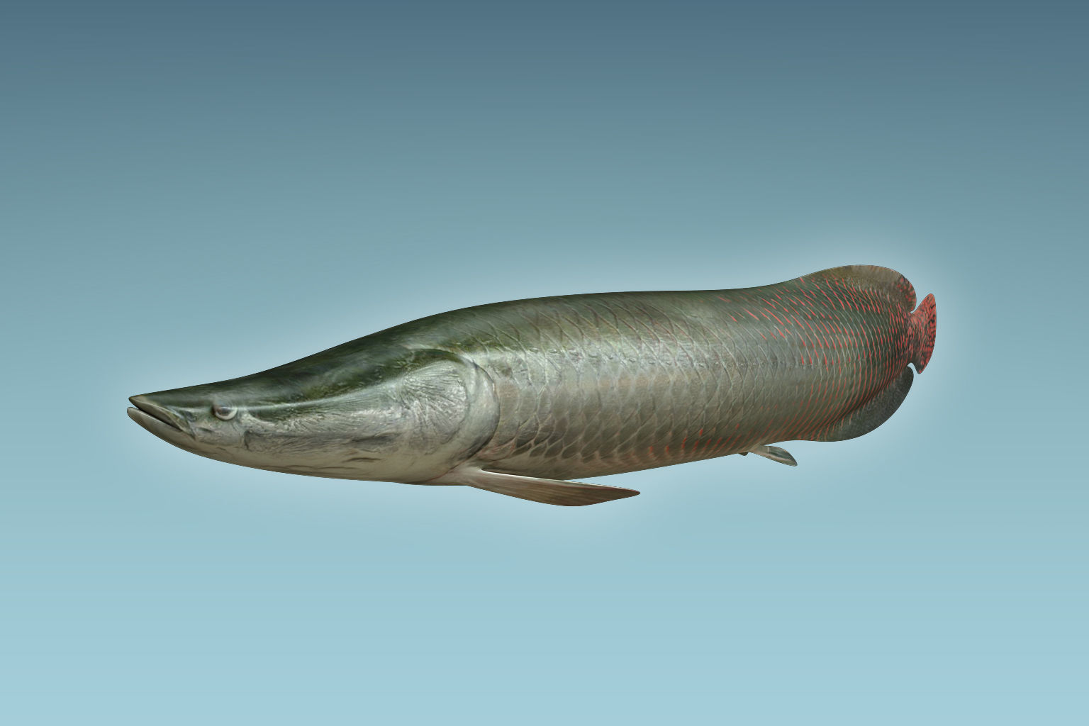 Arapaima Fish 3D model_4