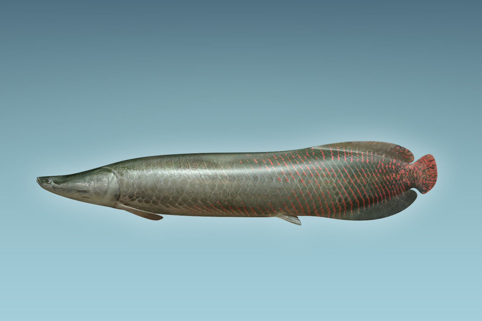 Arapaima Fish 3D model_1