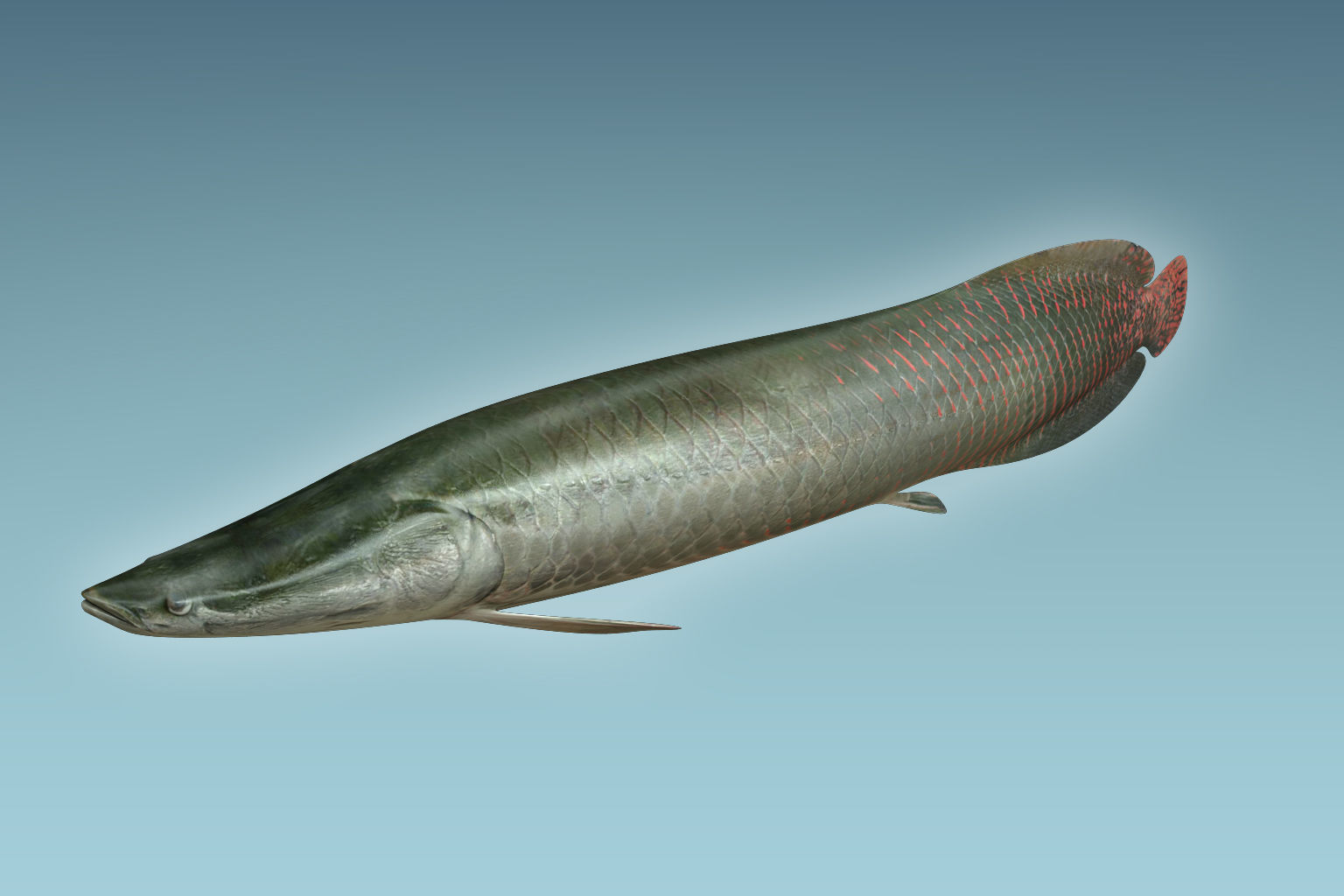 Arapaima Fish 3D model_2