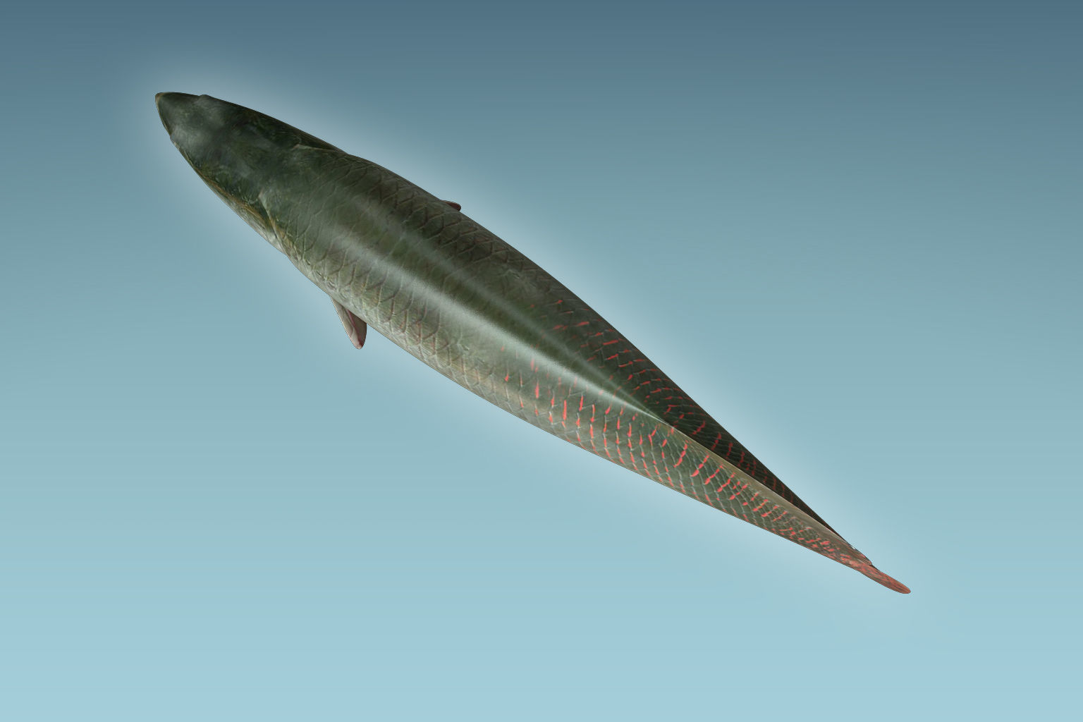 Arapaima Fish 3D model_5