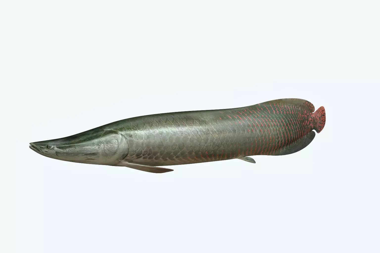 Arapaima Fish 3D model_0