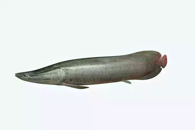 Arapaima Fish