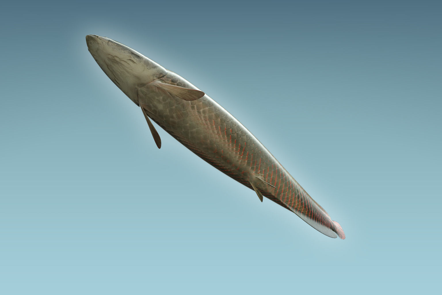 Arapaima Fish 3D model_6