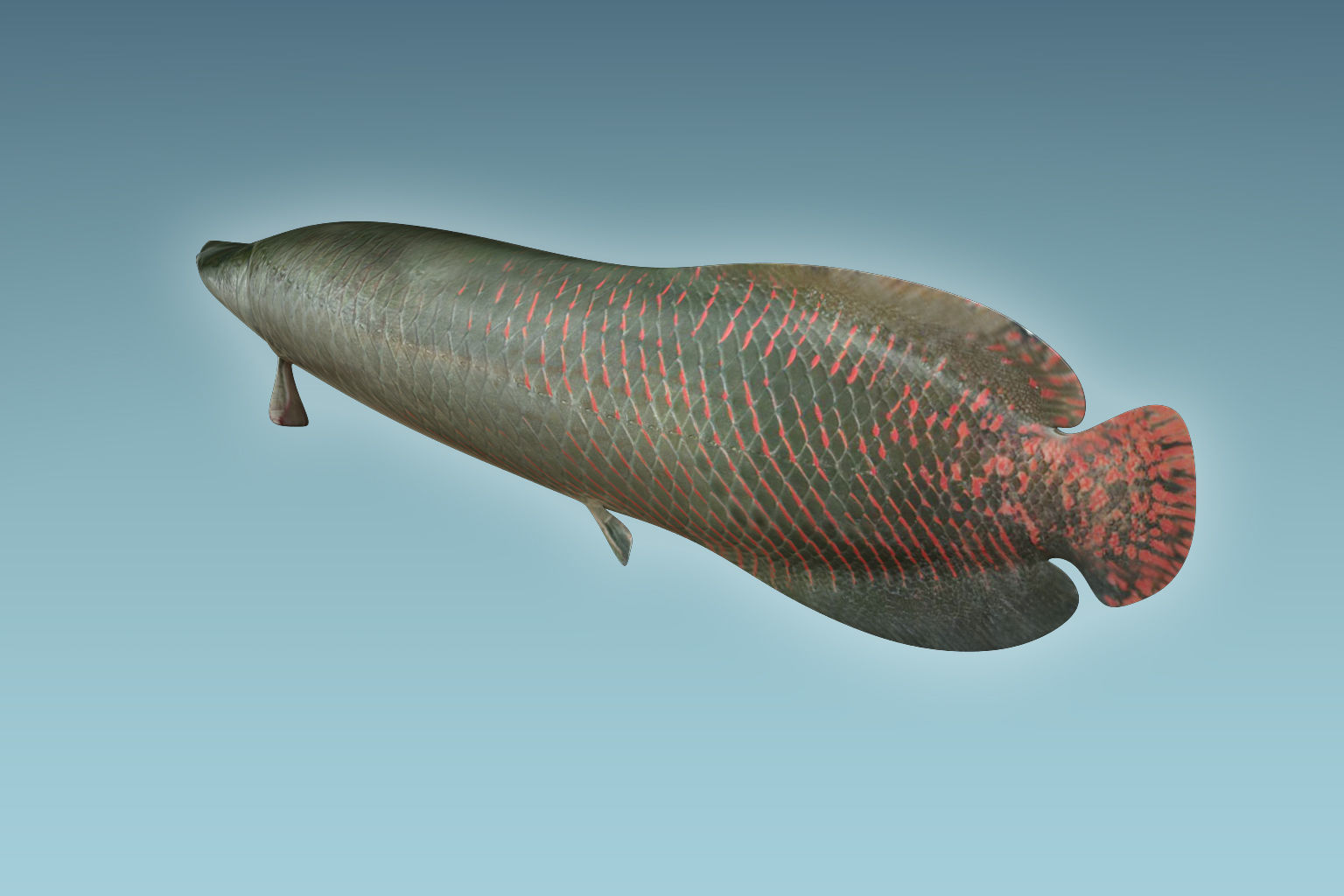 Arapaima Fish 3D model_3