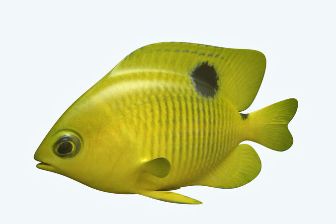 Yellow Fish 3D model