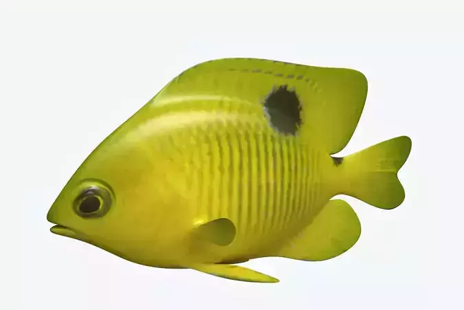 Yellow Fish