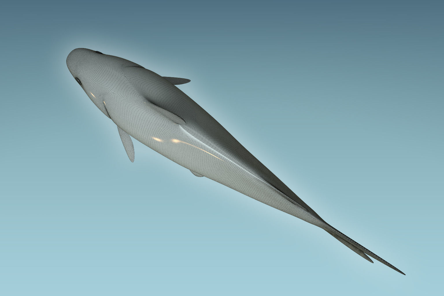 Cat Fish 3D model_8