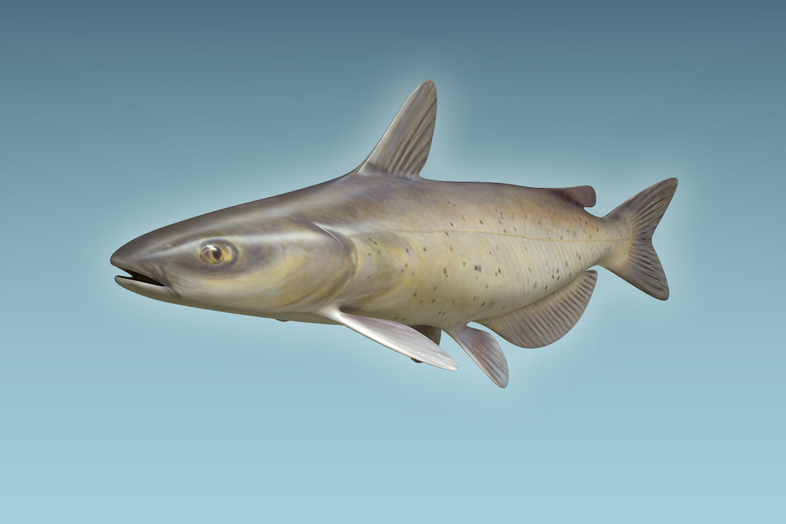 Cat Fish 3D model_4