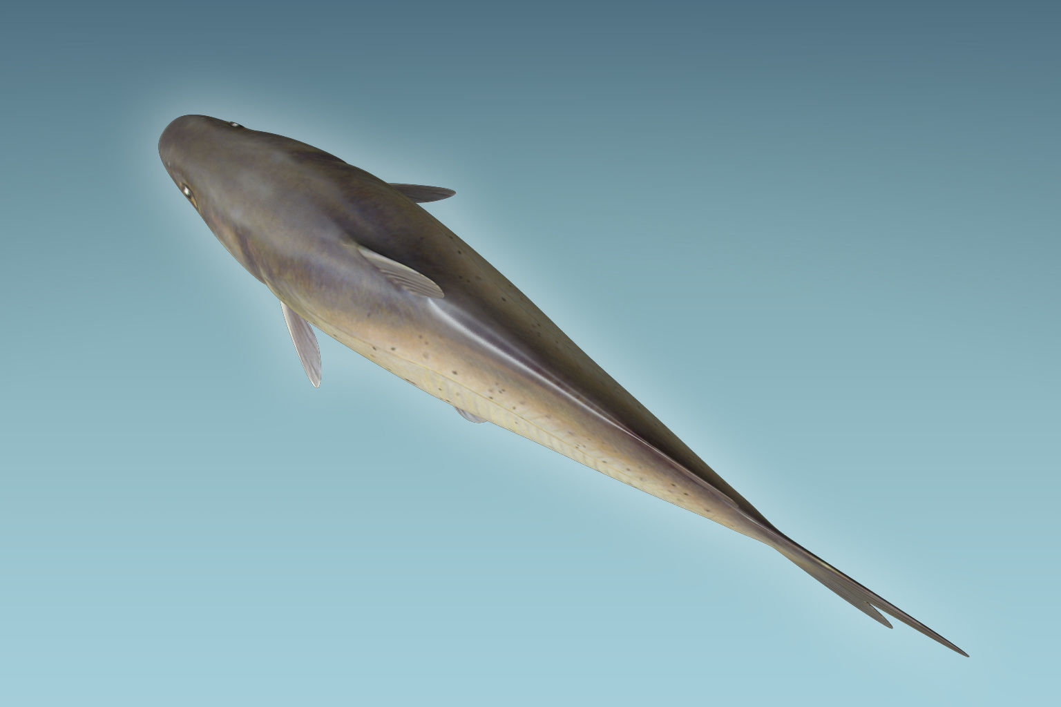 Cat Fish 3D model_5