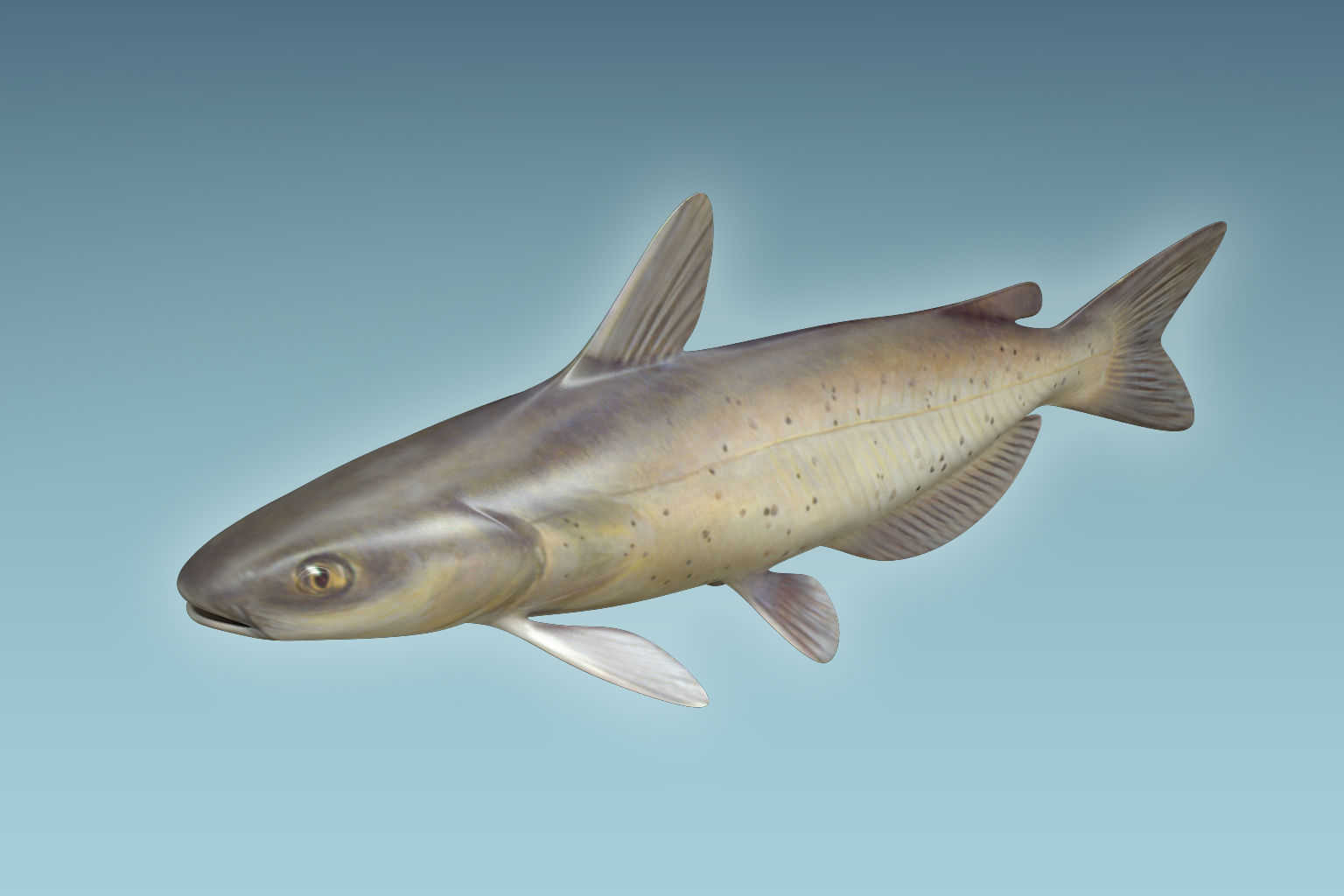 Cat Fish 3D model_2