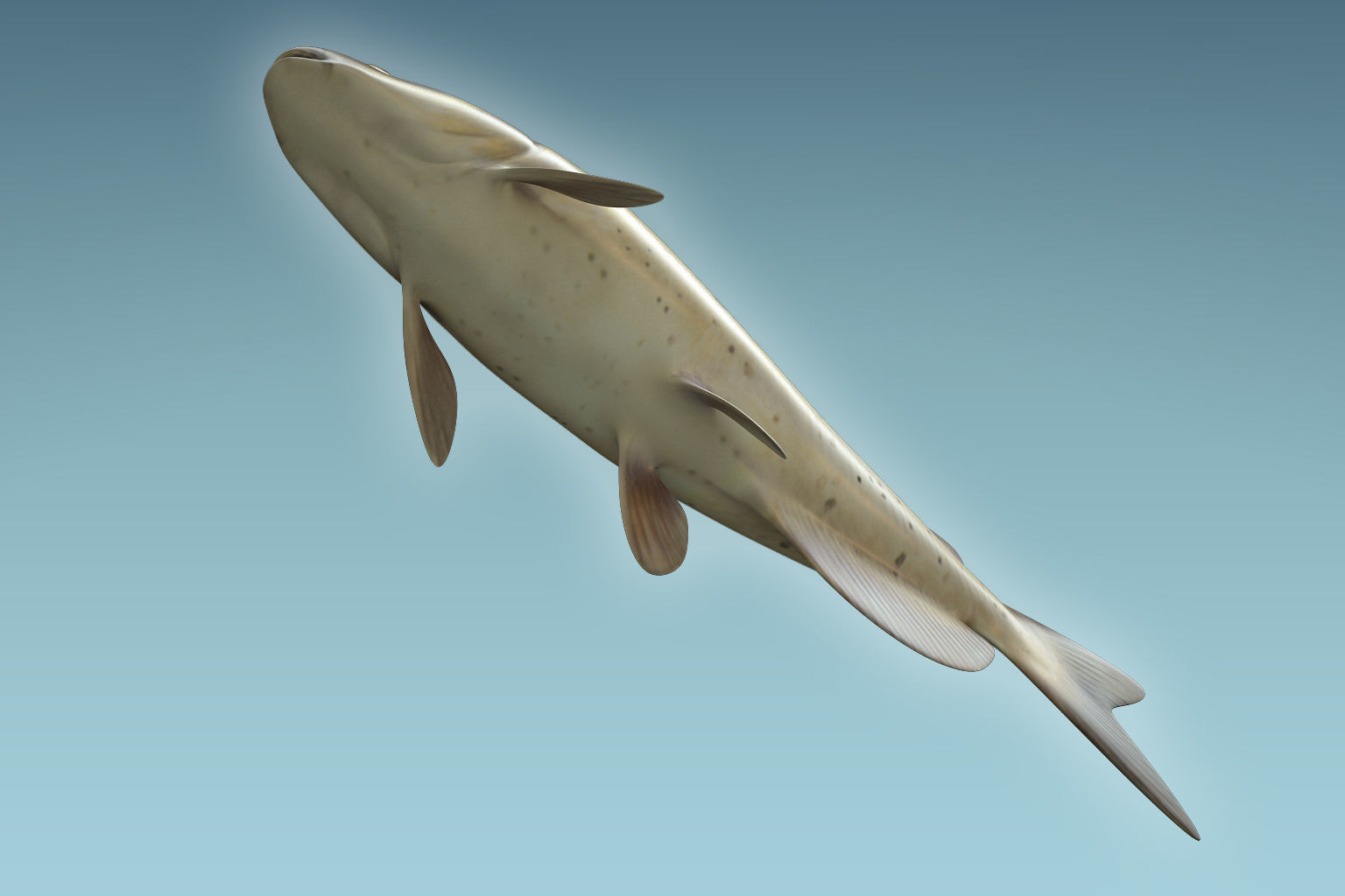 Cat Fish 3D model_6