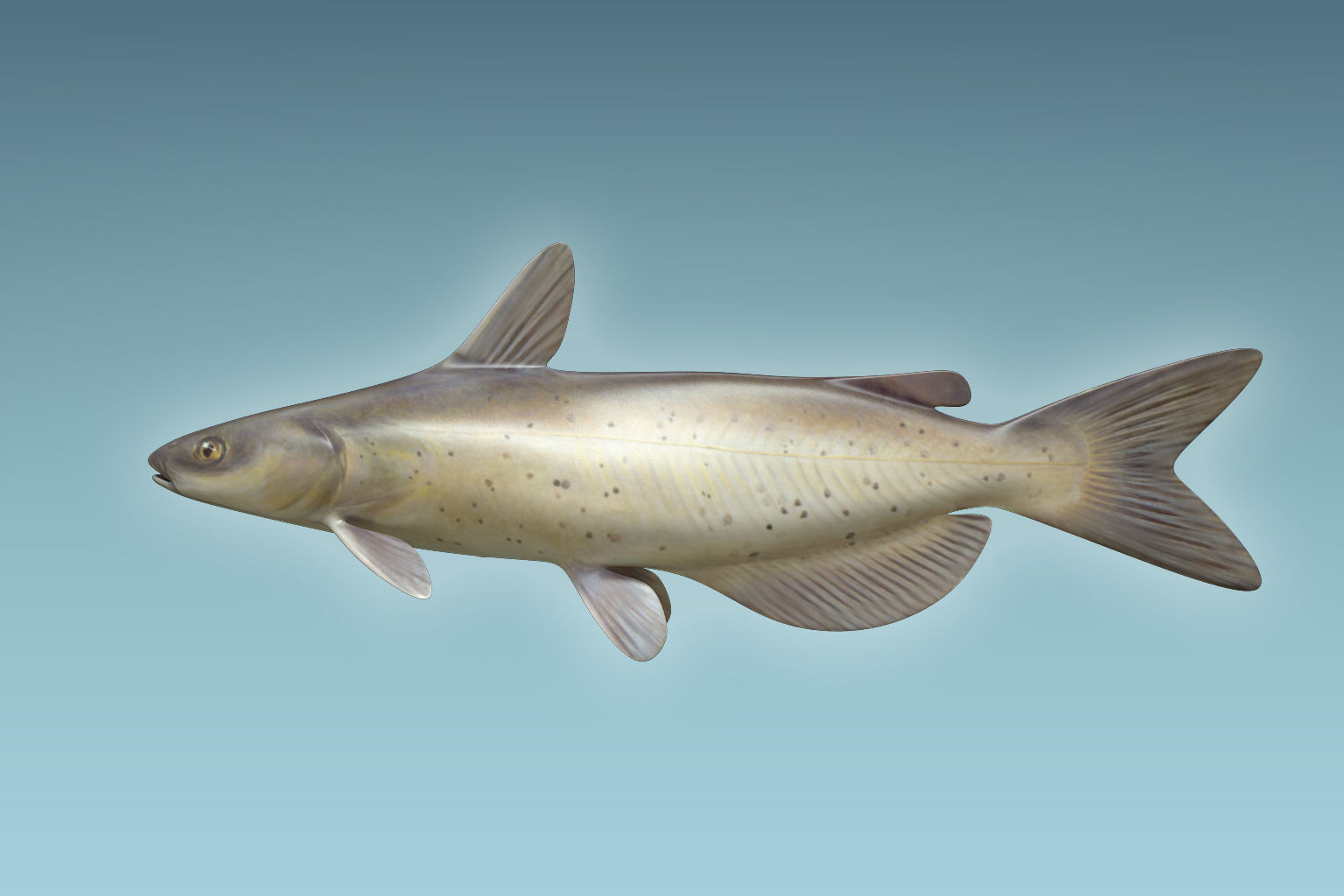 Cat Fish 3D model_1