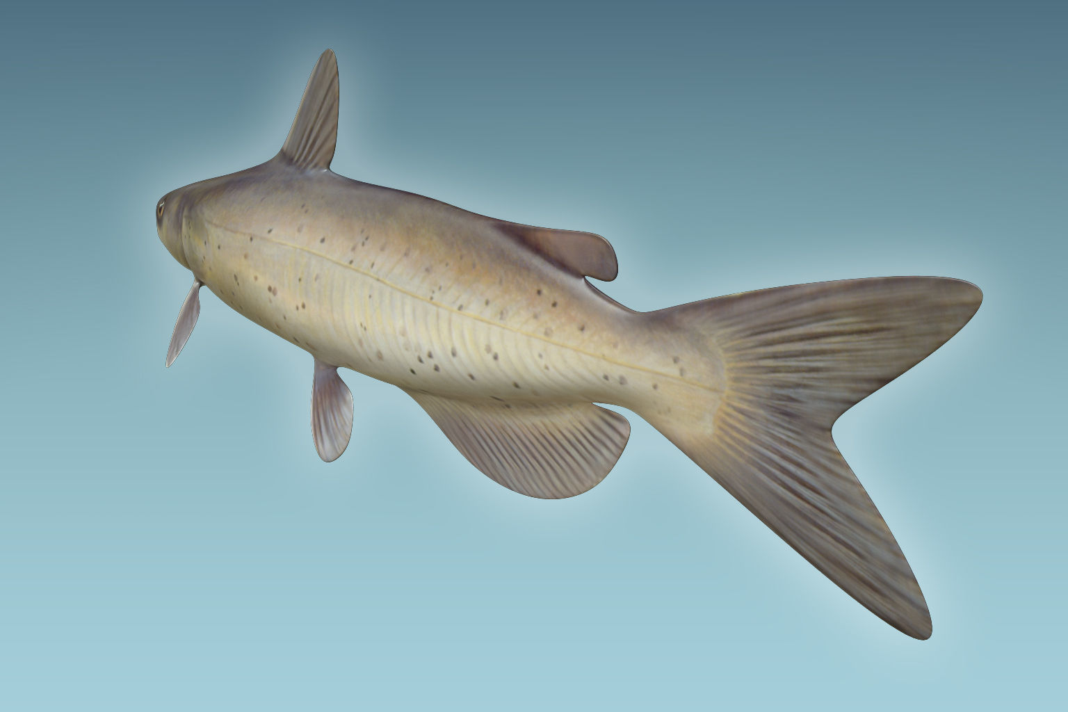 Cat Fish 3D model_3