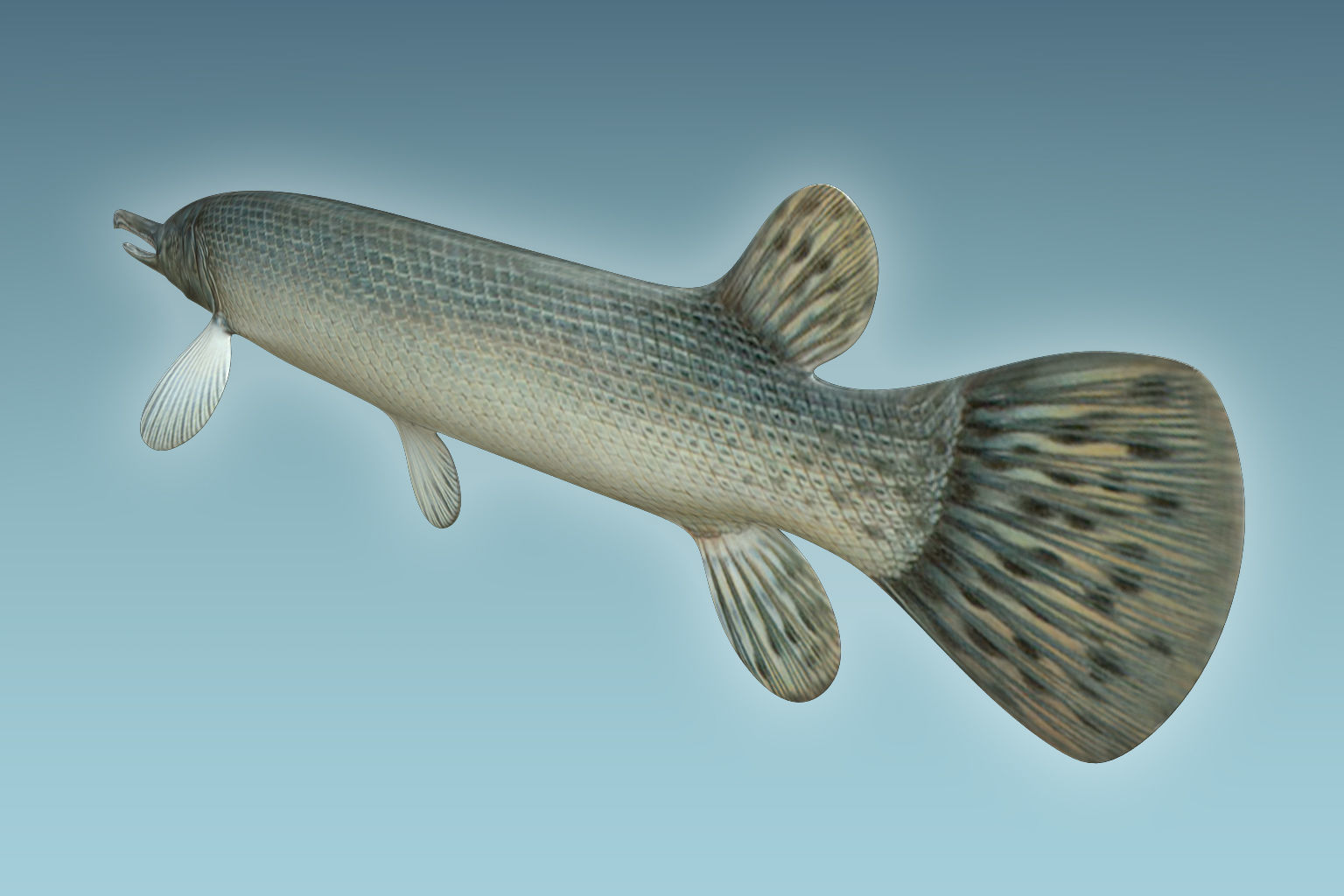 Aligator Gar Fish 3D model_3