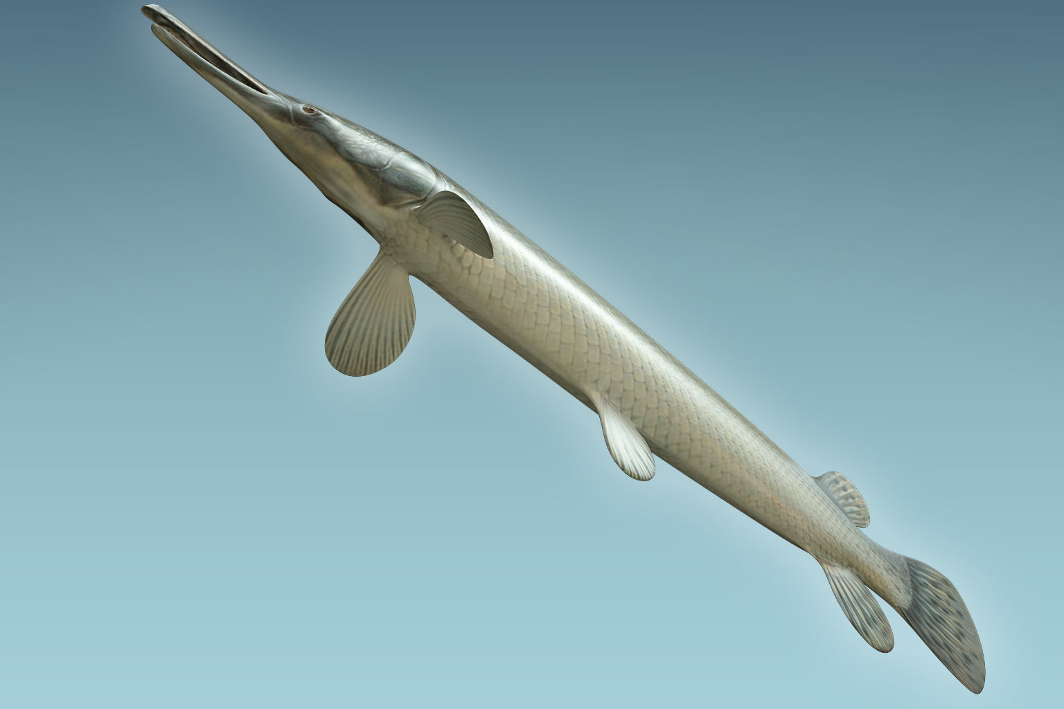 Aligator Gar Fish 3D model_6