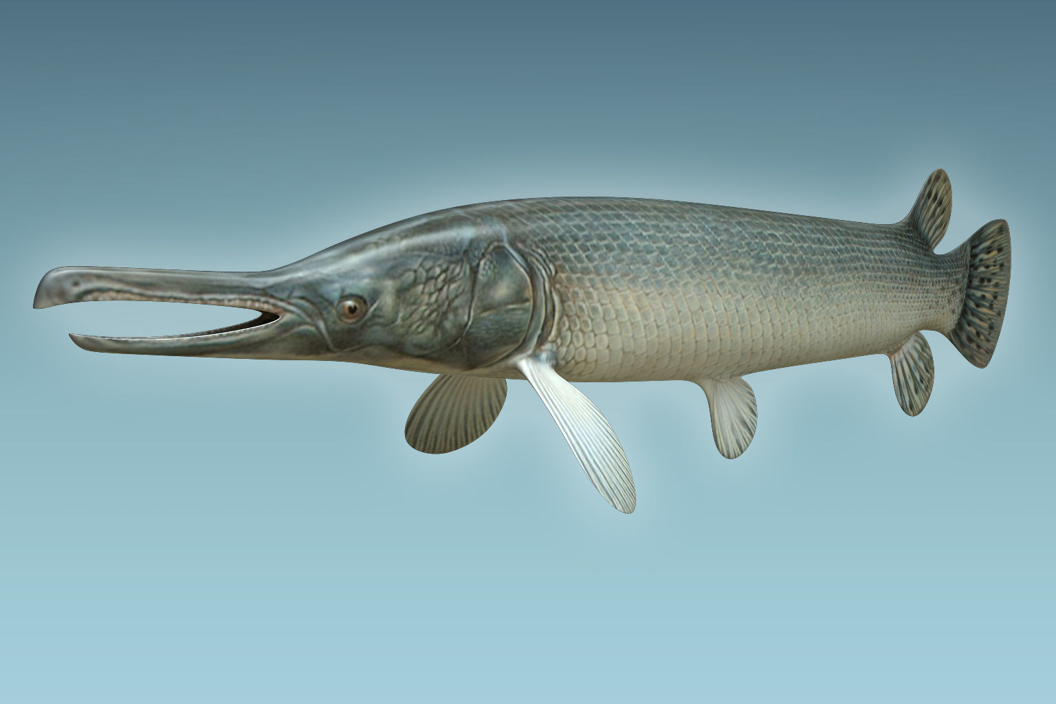 Aligator Gar Fish 3D model_4