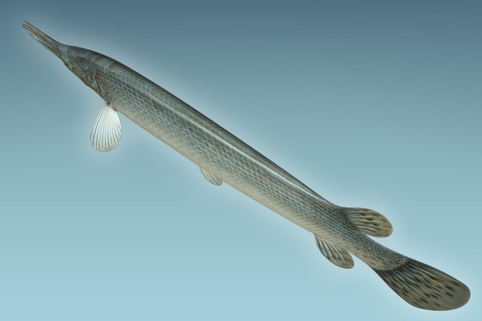 Aligator Gar Fish 3D model_5
