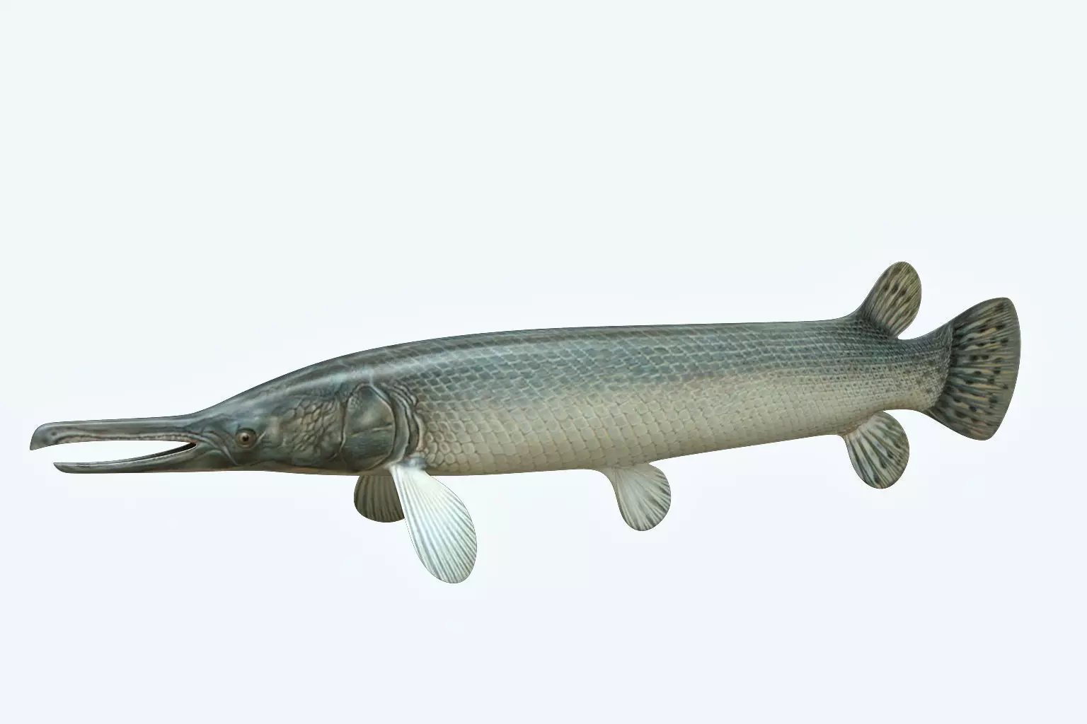 Aligator Gar Fish 3D model_0