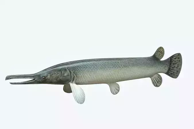 Aligator Gar Fish