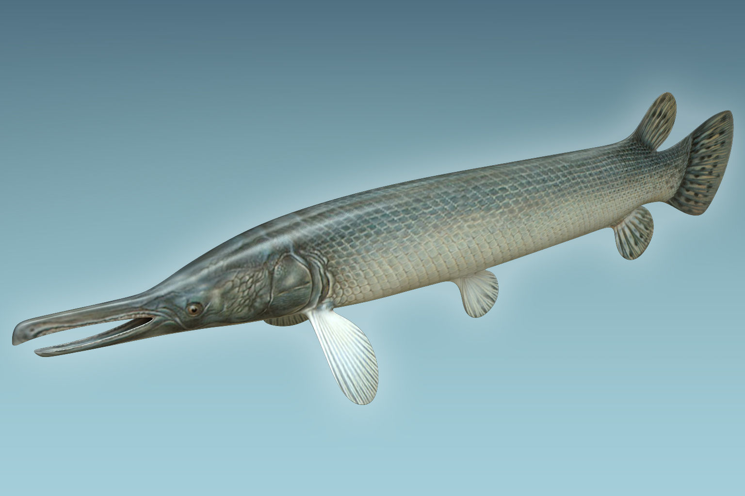Aligator Gar Fish 3D model_2