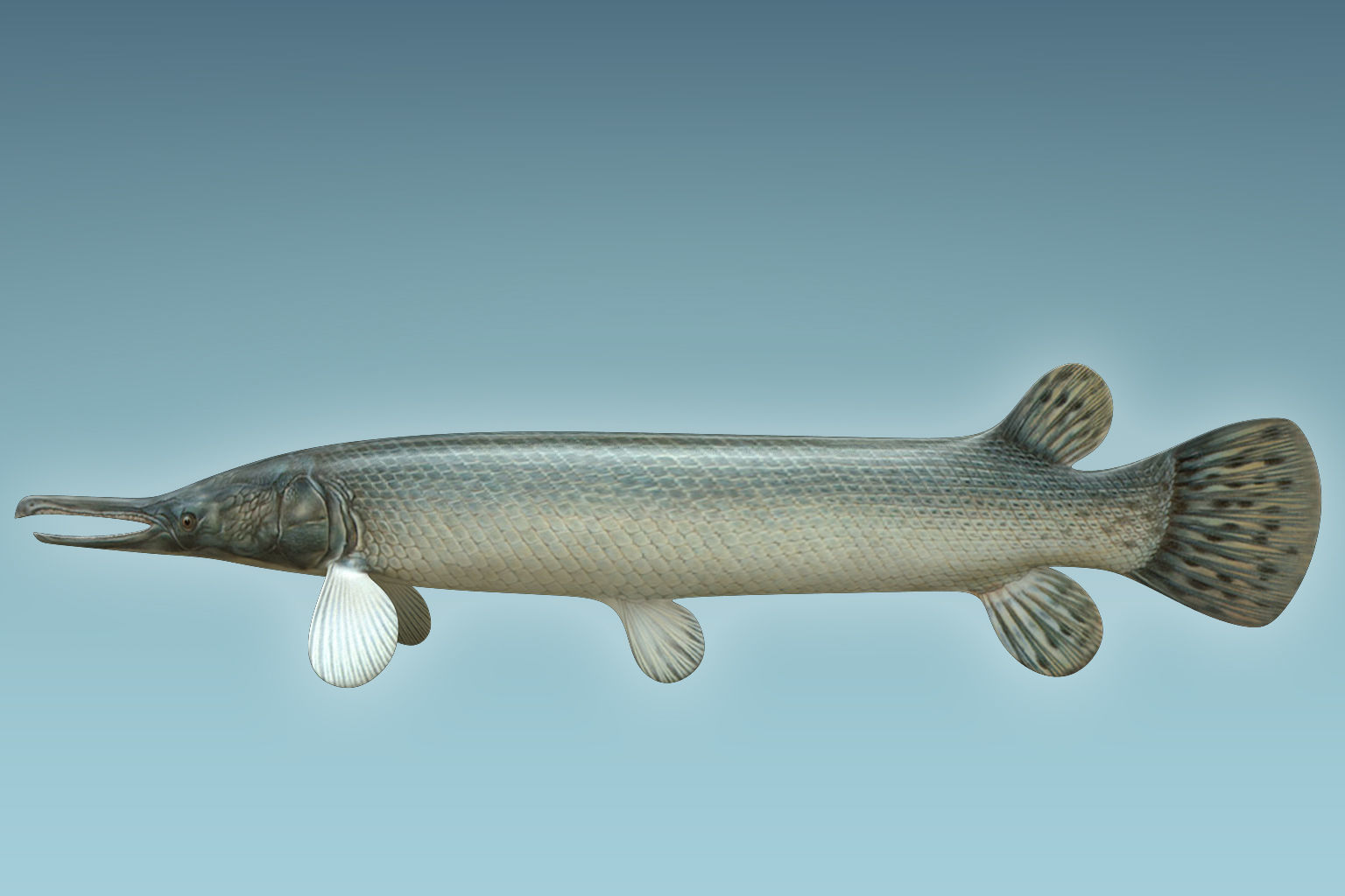 Aligator Gar Fish 3D model_1