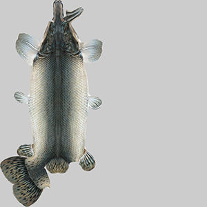 Aligator Gar Fish 3D model_9