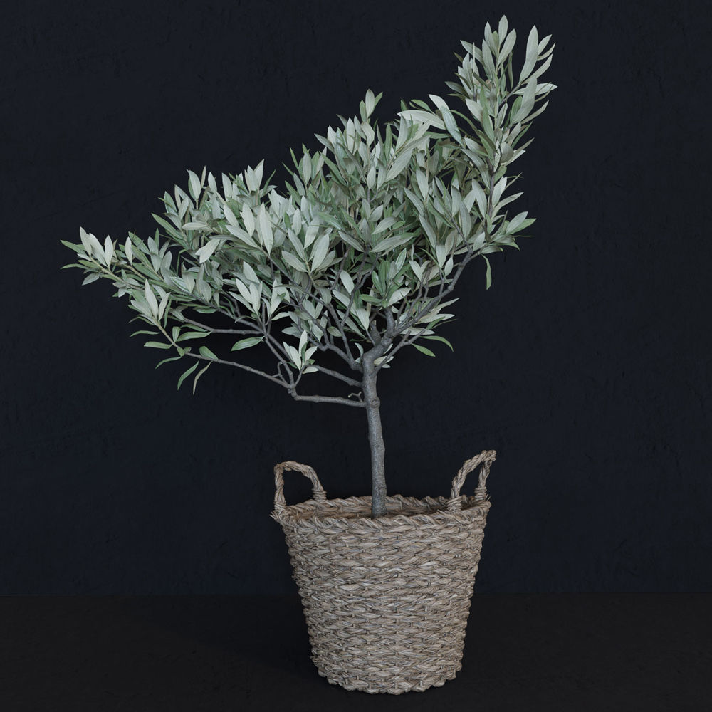 Olive tree in a  basket 3D model_1