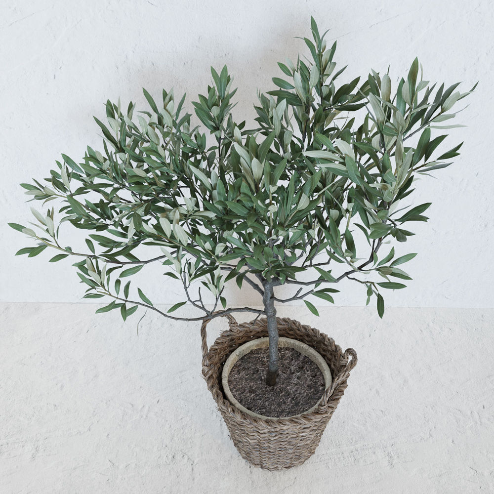 Olive tree in a  basket 3D model_3