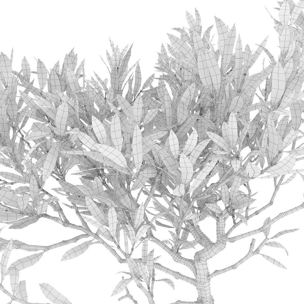 Olive tree in a  basket 3D model_5