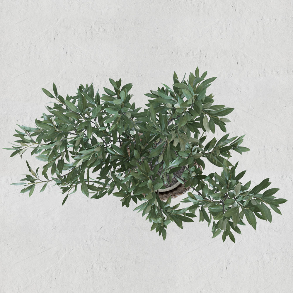 Olive tree in a  basket 3D model_6