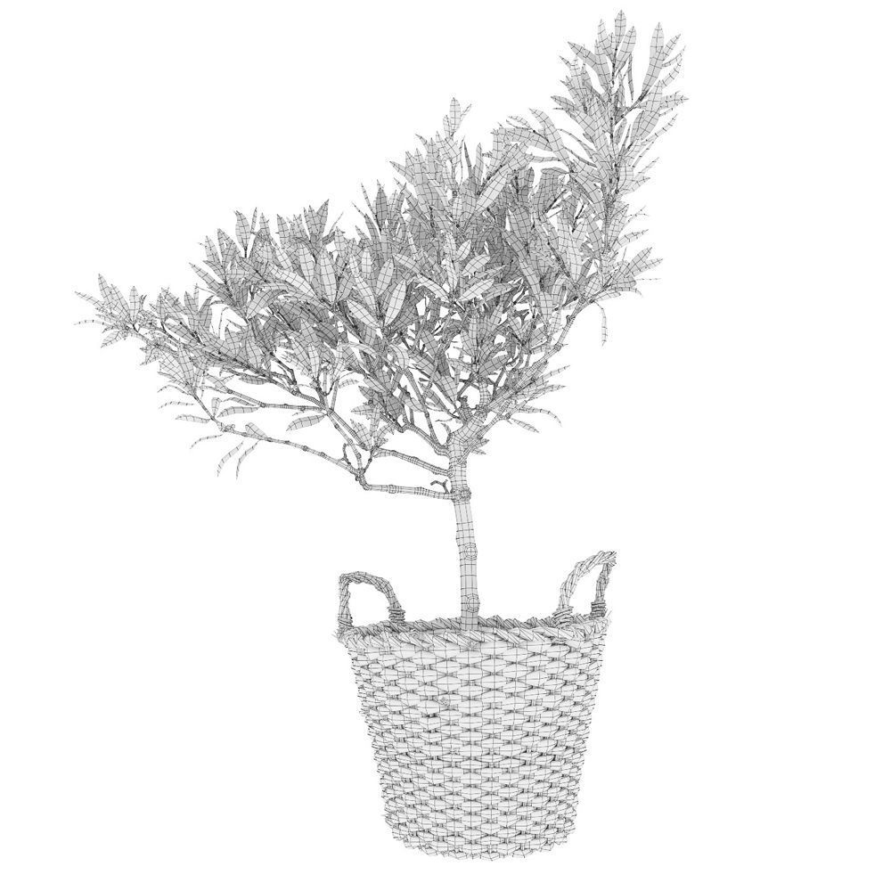 Olive tree in a  basket 3D model_2