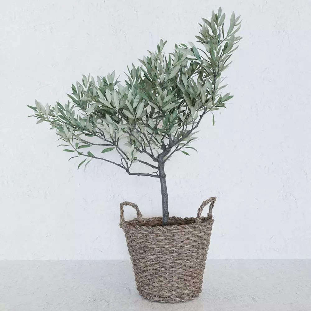 Olive tree in a  basket 3D model_0
